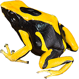 La Fumee Dart Frog